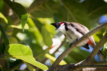 Mauritius red whiskered bulbul