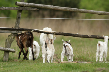 Fototapeta premium goat