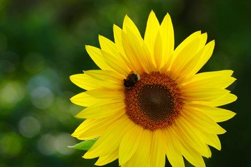 Obraz premium Close up of sunflower