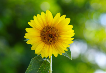 Close up of sunflower