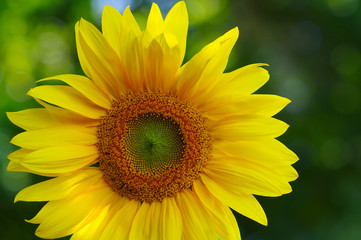 Fototapeta premium Close up of sunflower