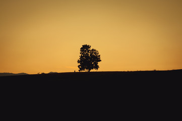 Tree solitary and sunset in nature