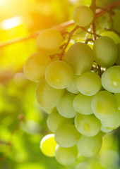  grapes on the vine
