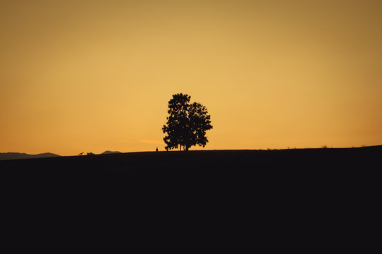 Tree Solitary And Sunset In Nature