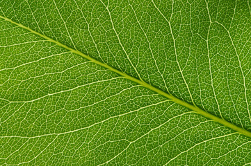  green leaf texture