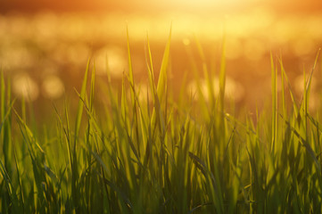 Green grass background