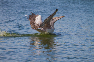 Spot-billed pelican( Pelecanus philippensis)