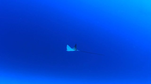 Juvenile Spotted Eagle Ray swimming and feeding in ocean