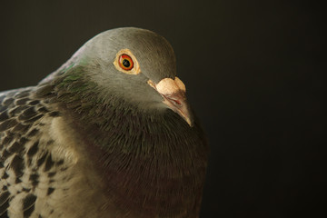 close up face of speed racing pigeon bird on black