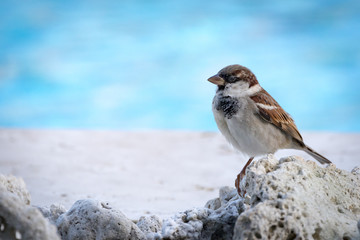 Small bird