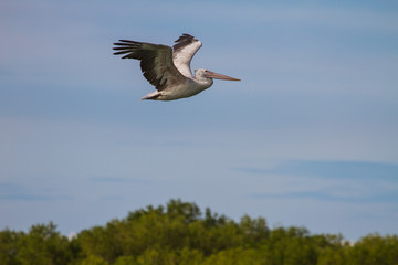 Spot-billed pelican( Pelecanus philippensis)