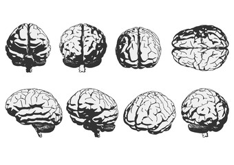 human brain. vector illustration.