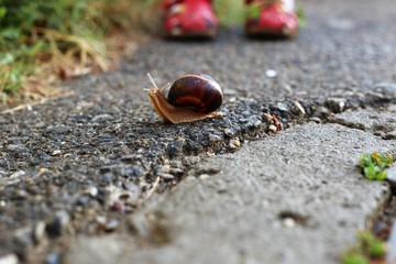 Street wild snail walks on asphalt