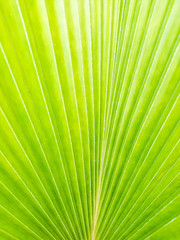 sugar palm leaf