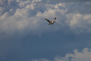 Spot-billed pelican( Pelecanus philippensis)