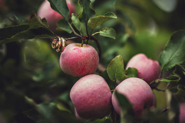 golden rings hanging in the green tree