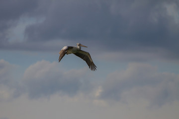 Spot-billed pelican( Pelecanus philippensis)