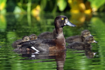 Aythya fuligula. Wild duck with ducklings close up