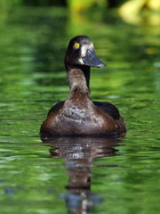 Tufted duck on the lake close up