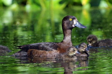 Aythya fuligula. Tufted duck floats with ducklings on the lake