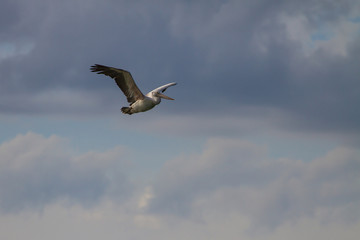 Obraz premium Spot-billed pelican( Pelecanus philippensis)