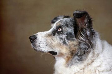 betagte Australian Shepherd-H&uuml;ndin im Studio