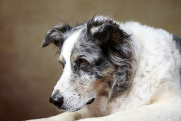 betagte Australian Shepherd-H&uuml;ndin im Studio