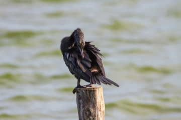 Little cormorant, Javanese cormorant (Microcarbo niger)
