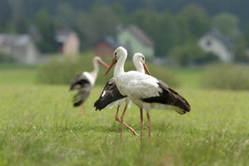 stork