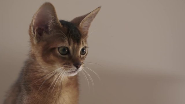 abyssinian kitten close up over simple wll with copy space
