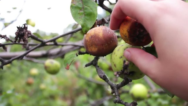 rotten apple hanging on a branch