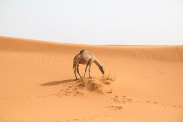 Camelo do Deserto