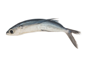 Tropical flying fish isolated