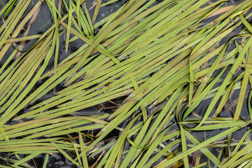 Green grass on water
