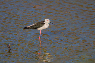 Black-winged Stilt (Himantopus himantopus)