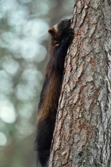 wolverine climbing on tree