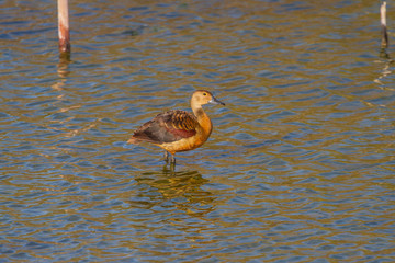 Lesser Whistling-ducks Dendrocygna javanica