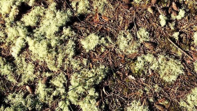 รูปภาพDica – เลือกดูภาพถ่ายสต็อก เวกเตอร์ และวิดีโอ43 | Adobe Stock