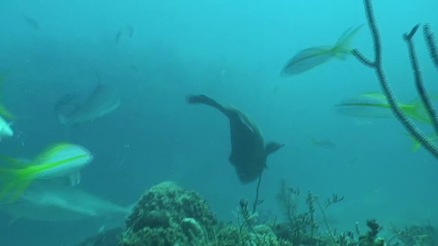 underwater life diving Video Cuba Caribbean Sea