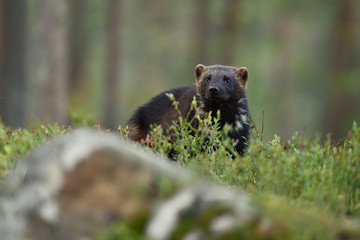 Wolverine in forest in the evening