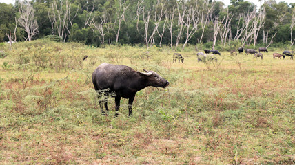 Buffalo on field in Thailand