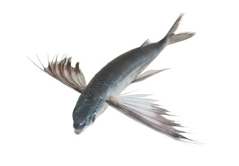 Tropical flying fish isolated