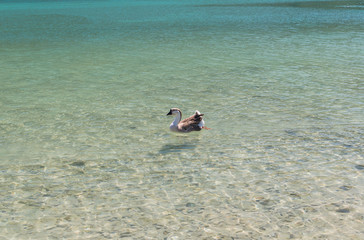 Fototapeta na wymiar Geese at lake Kournas at island Crete, Greece
