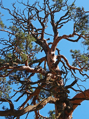old bent pine on the sky background