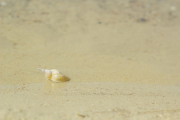 Shell in sand at water's edge