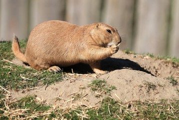 Präriehund III