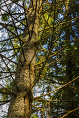 Fototapeta premium landscape with trees in the forest
