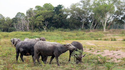 Group of buffalo on field in Thailand 2