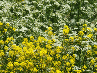 White and yellow wild flowers (wild mustard, cow parsley)