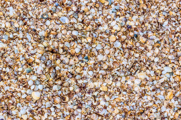 Sea shells on sand as background
